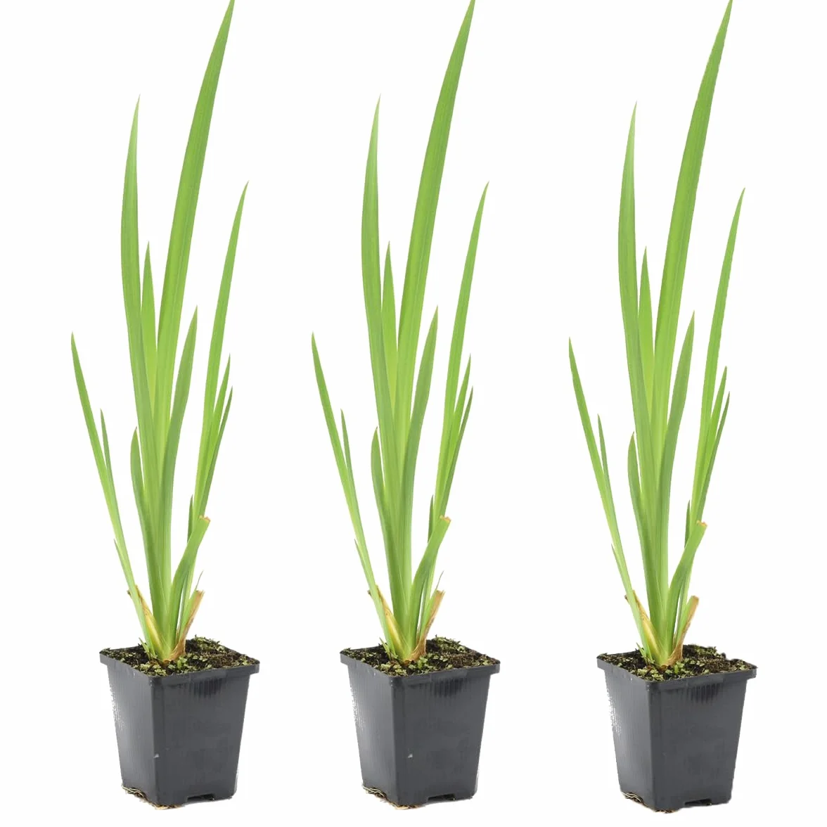 Bloomique Set de 3 Iris pseudacorus Lirio amarillo Plantas de estanque Acuáticas Resistente al frío Altura 20-30 cm Maceta 9 cm
