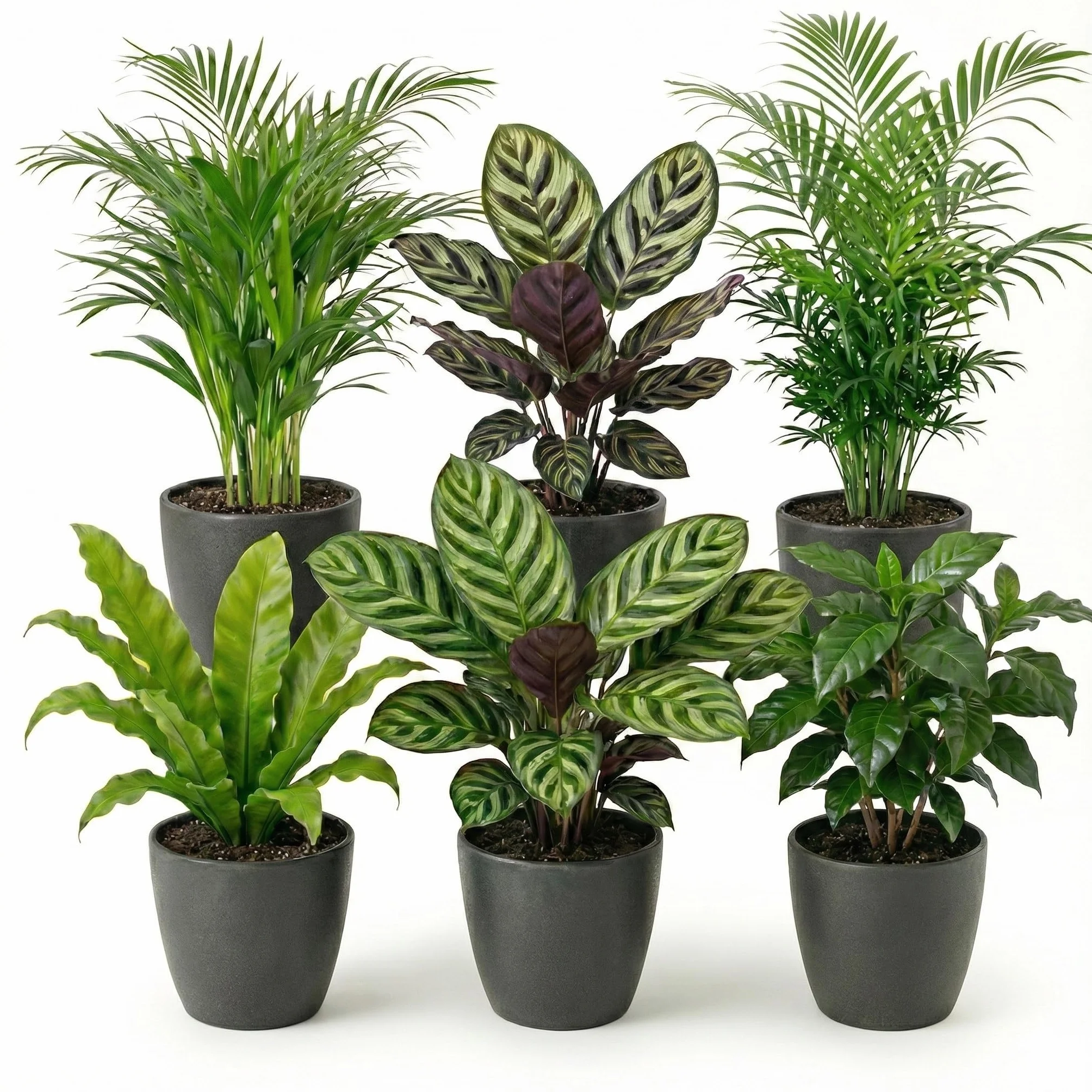 vdvelde․com - Plantas de interior 6 uds aptas mascotas, maceta antracita | Verde purificador seguro para gatos, ideal en oficina y salón, poca luz, Ø12 cm, fácil de cuidar