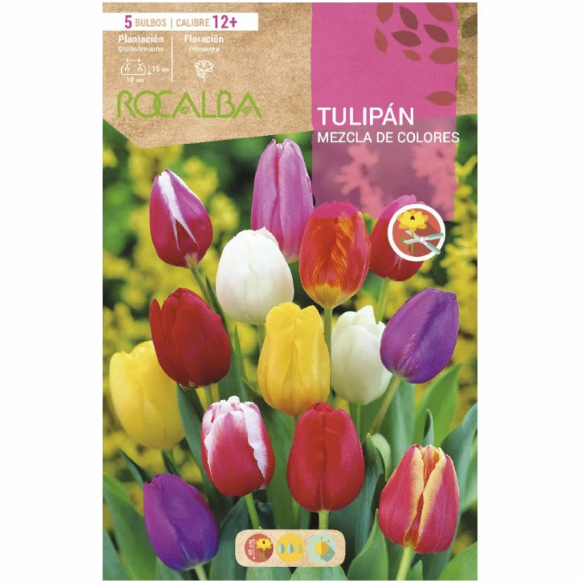 Bulbo Tulipán 12+ Mezcla De Colores