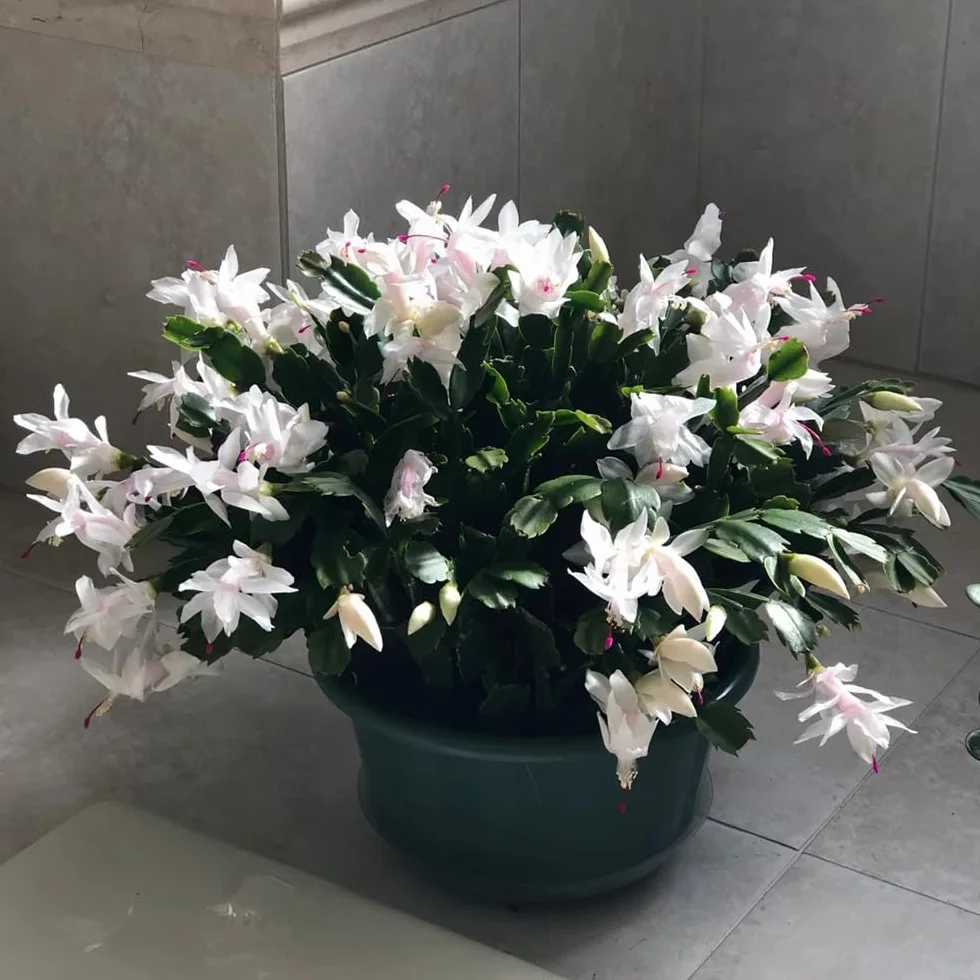 Semillas de cactus navideños Schlumbergera truncata 50 piezas bonsai maceta decoración floral regalo