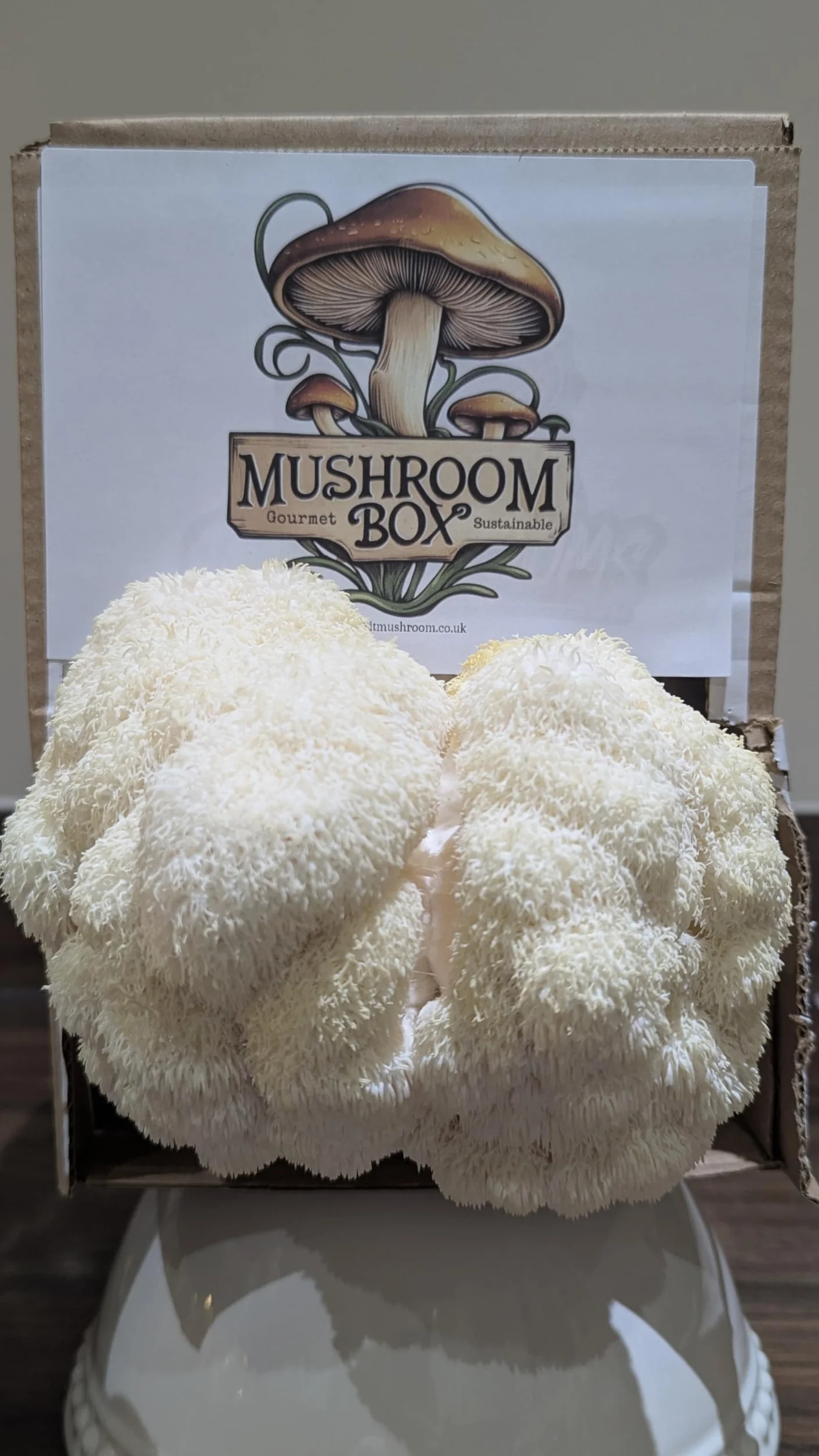 Nutrition Geeks Kit de cultivo de setas Lion's Mane Hericium erinaceus 1,8 kg