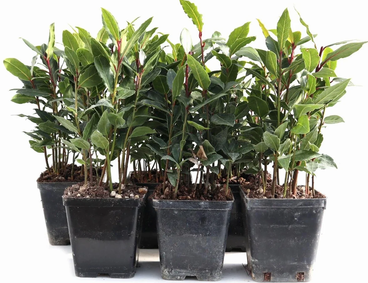 Laurel Natural Planta Viva Maceta Pequeña ø10cm
