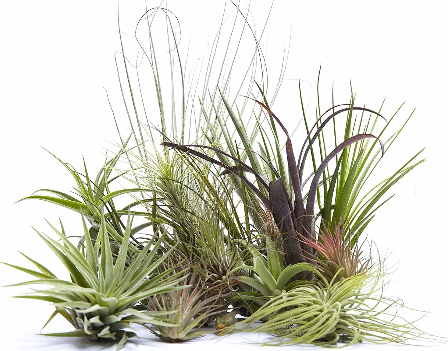 Tillandsias Mix Plantas del Aire Pack 5 Unidades Varias Especies