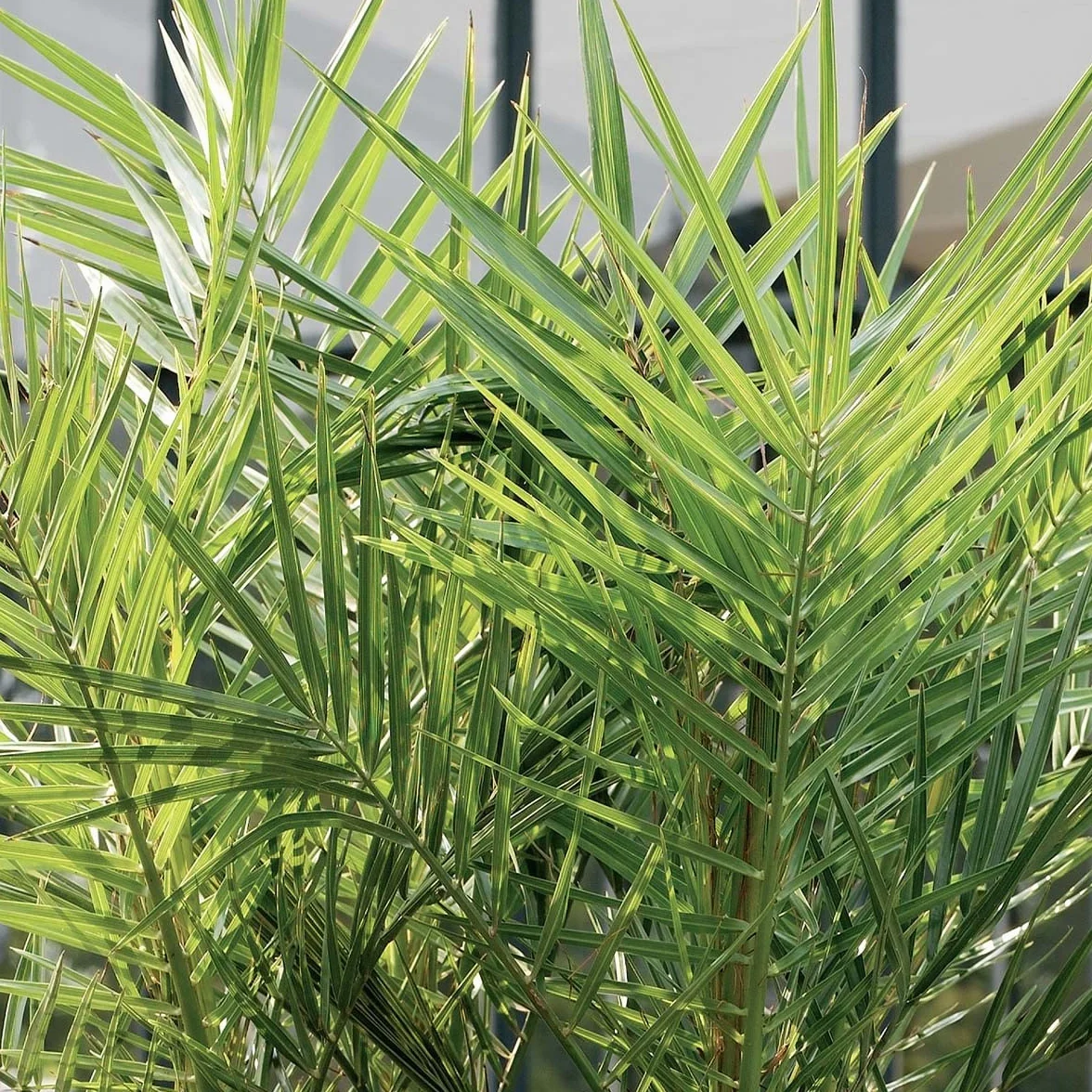 Bloomique Set de 2 Phoenix canariensis Palmera datilera canaria Altura 80-100 cm Maceta 19 cm