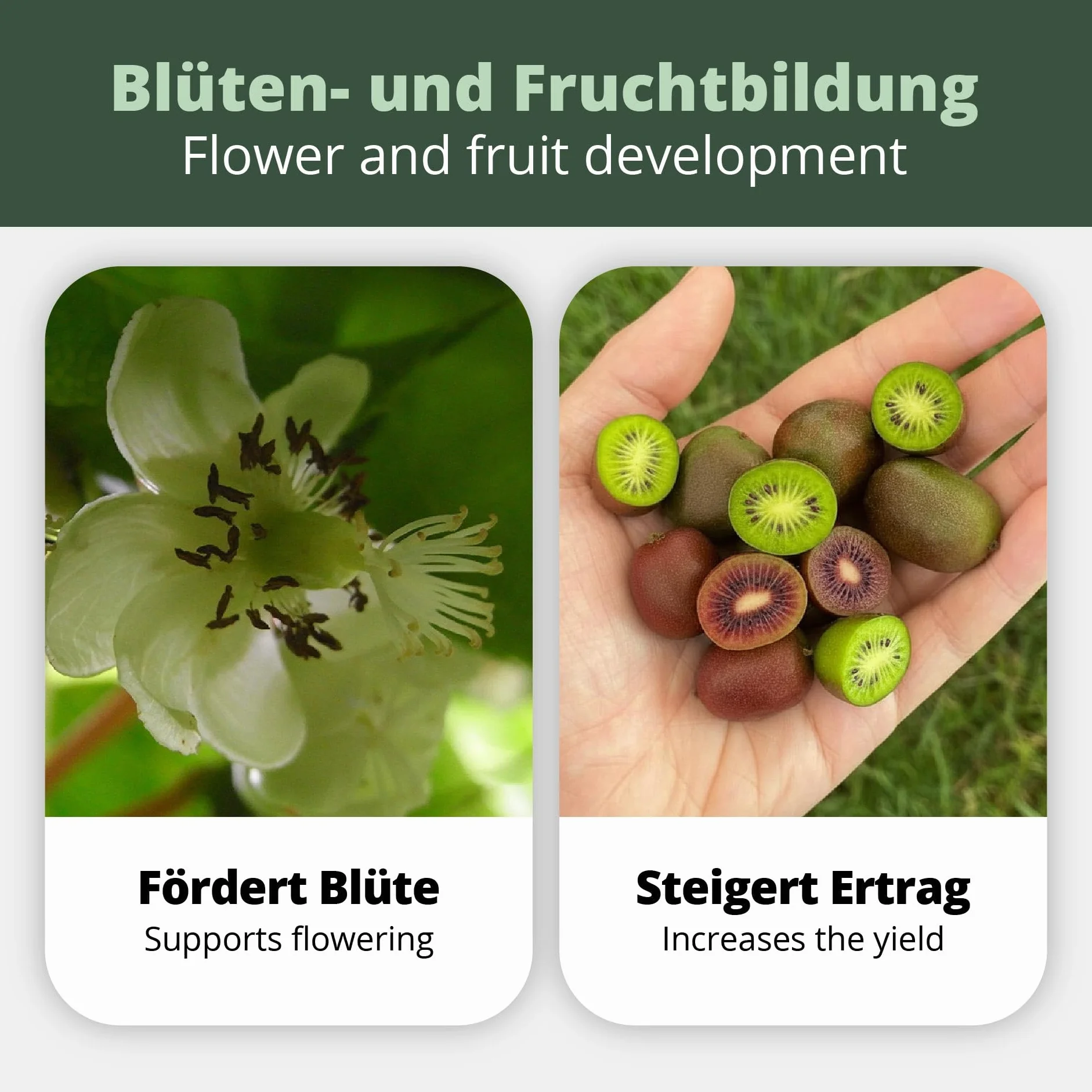 Kiwi Fertilizante para Actinidia 1 litro abono especial para kiwis