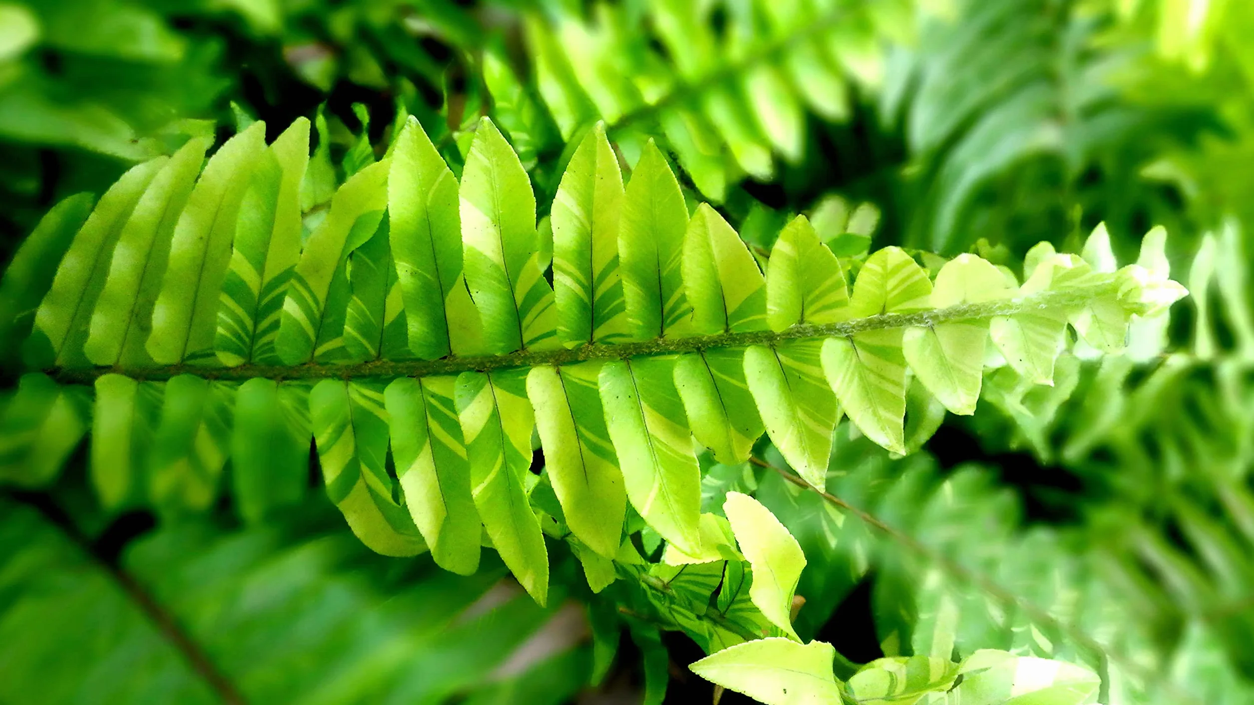 Verdecora Helecho Exterior maceta 3L Hojas Frondosas
