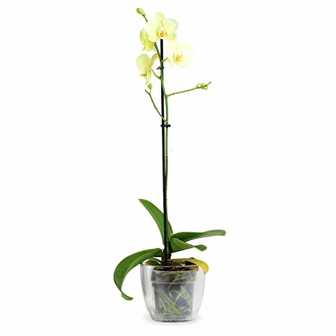 Orquidea Phalaenopsis maceta 12cm 1 tallo surtido variado