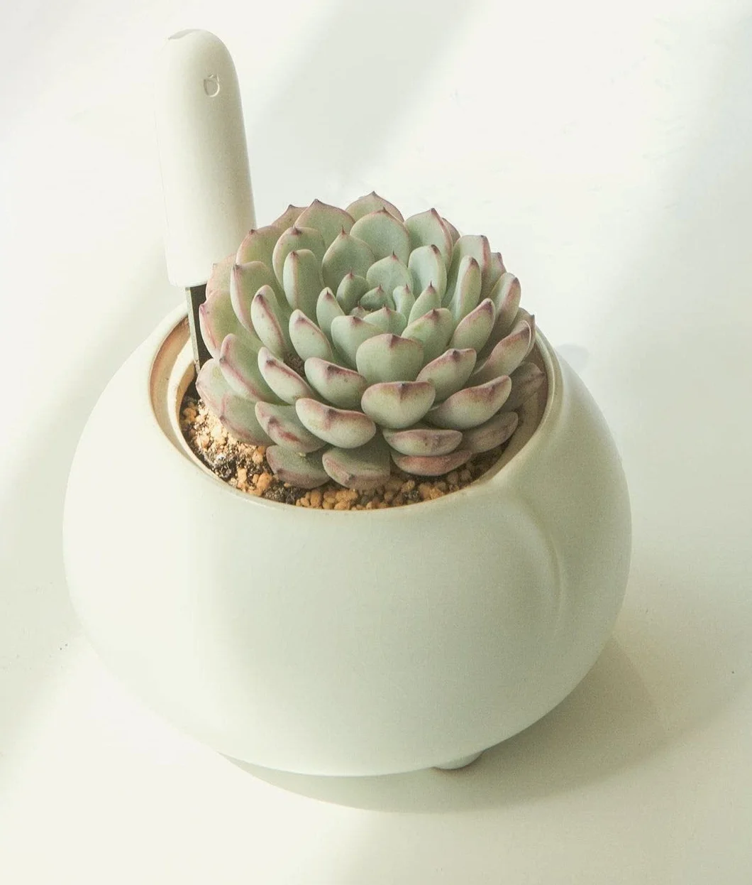 Monitor de plantas inteligente Flower Care, sensores en tiempo real para suelo, humedad, luz y temperatura, app iOS Android