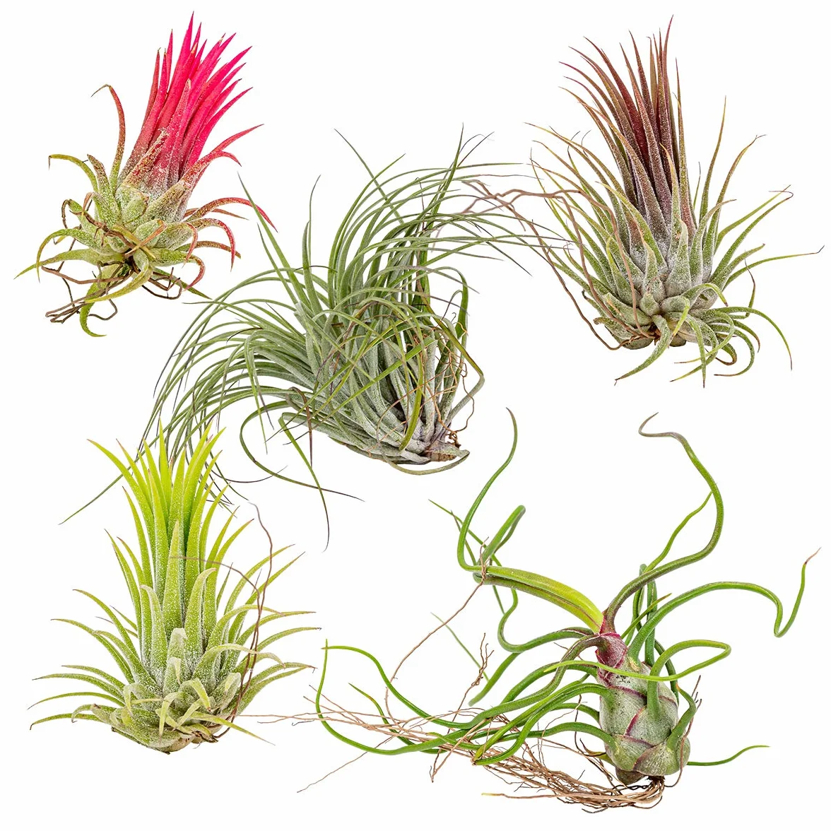 Bloomique Mix de 5 Tillandsia Plantas de aire interior 5-15 cm