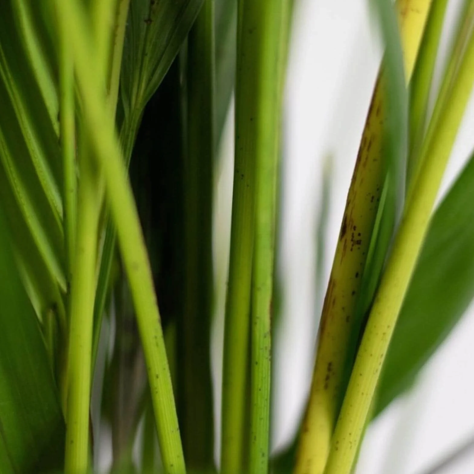Verdecora Areca | Palmera amarilla | Palma de frutos de oro | Palmera bambú | Reina de las palmas | Planta Tropical natural de interior y exterior en maceta de 4 litros