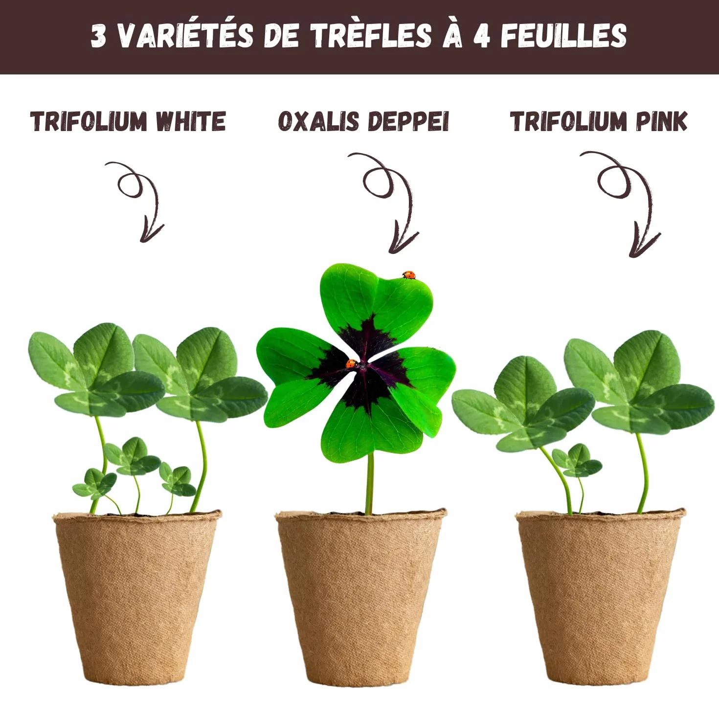 NOPALIA® Kit de Trébol de 4 Hojas de la Buena Suerte – Semillas Bio Oxalis Deppei, Trifolium Blanco & Rosa – Regalo para Mujer y Hombre – Jardín Interior DIY