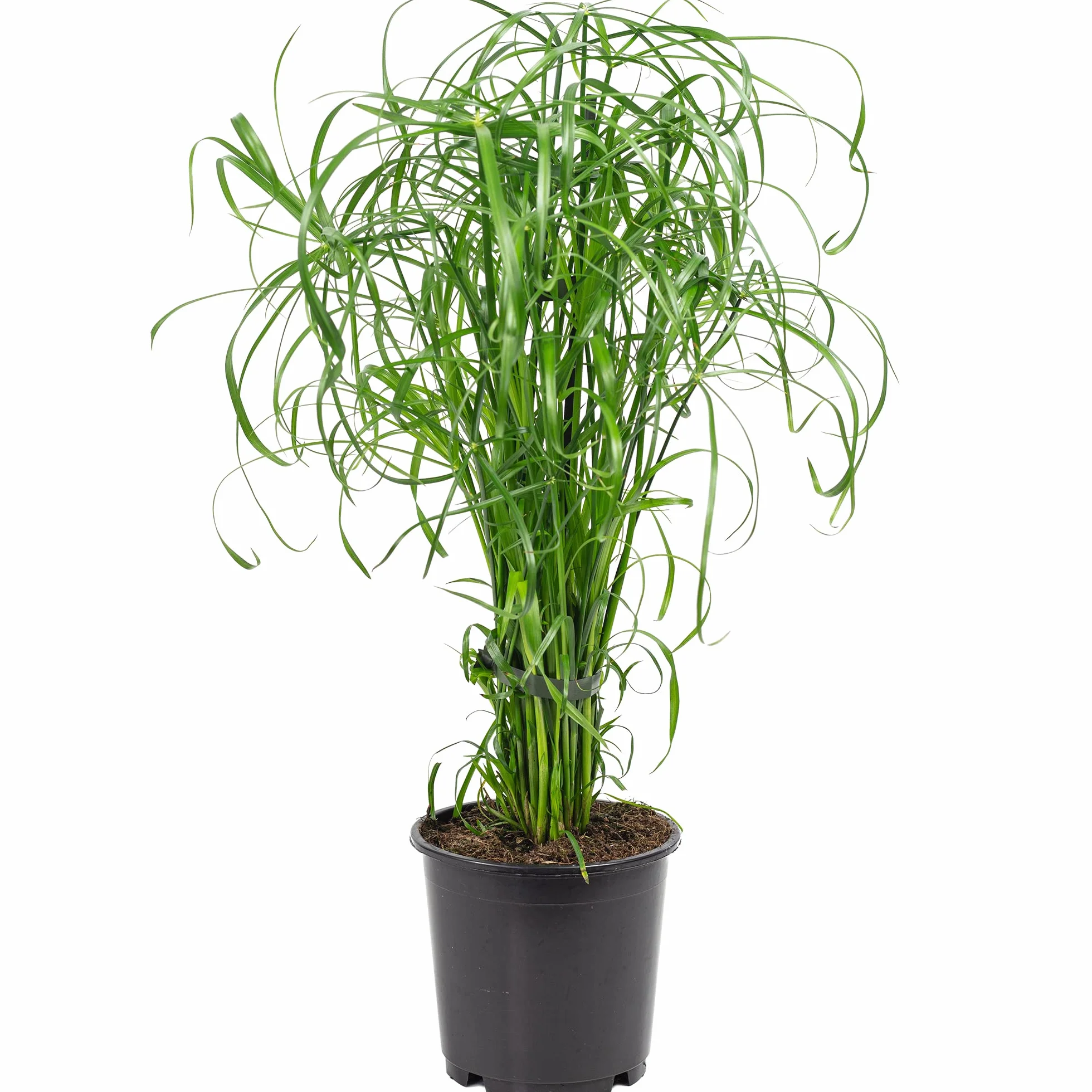 Cyperus alternifolius Planta de interior 60 cm maceta 14 cm