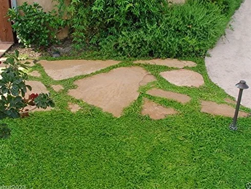 600 semillas de herniaria glabra, alfombra verde, cubierta del suelo