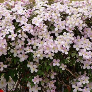 Clematis montana 'Rubens' Planta perenne trepadora
