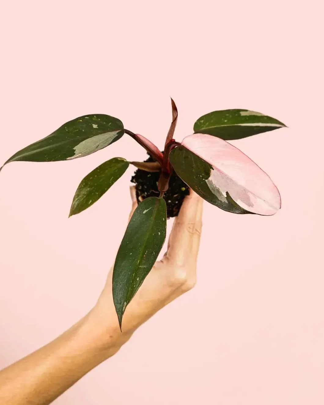 Philodendron Pink Princess Planta Natural Interior Tropical Hojas Variegadas Rosa Verde Oscuro Maceta Ø5 cm