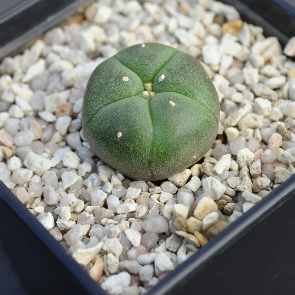 Lophophora williamsii Peyote 2,5 cm, 2 unidades
