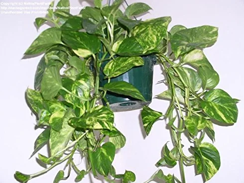 Golden Pothos Vine Epipremnum aureum Starter Vine