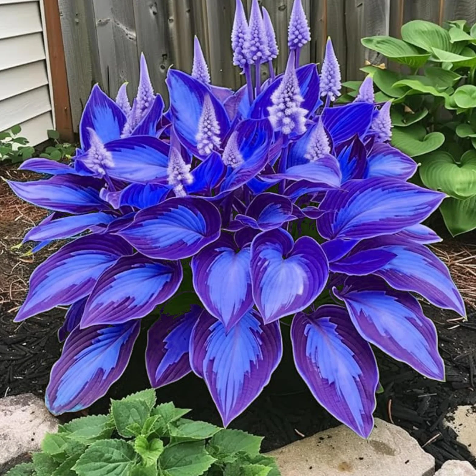 Bulbos Hosta perennes 6 bombillas para jardín