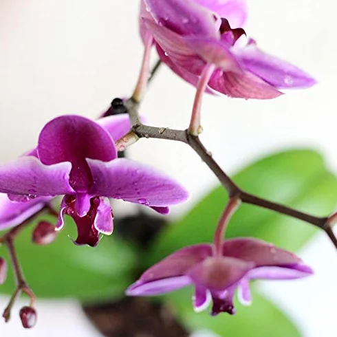 Orquidea Phalaenopsis maceta 12cm 1 tallo surtido variado