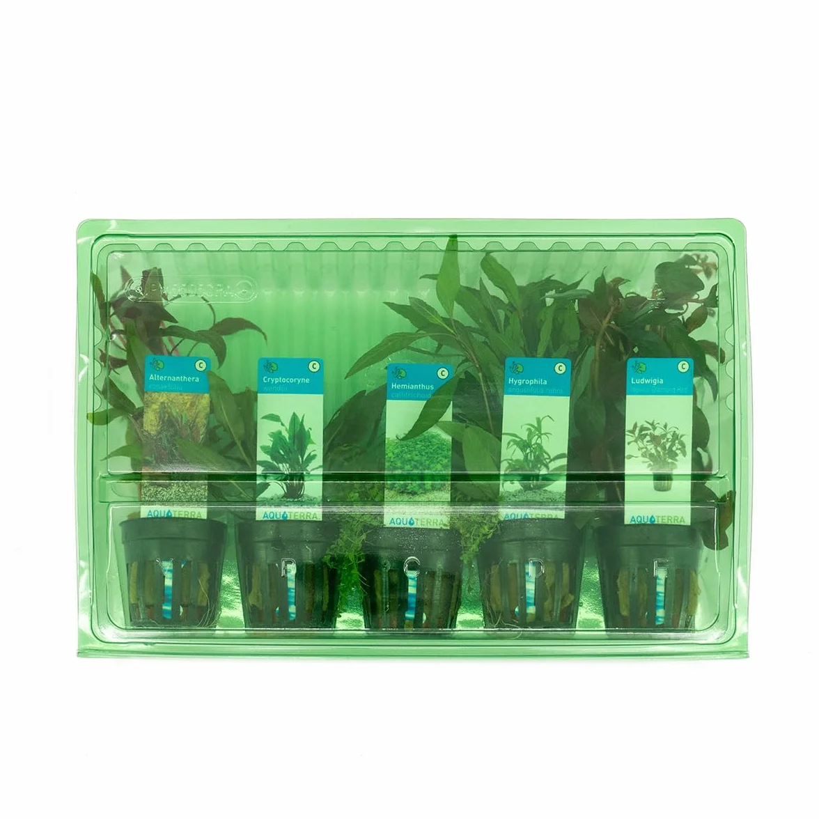 Bloomique 5er Set Aquarium Pflanzen Echt Wasserpflanzen Sauerstoff Höhe 15-20 cm
