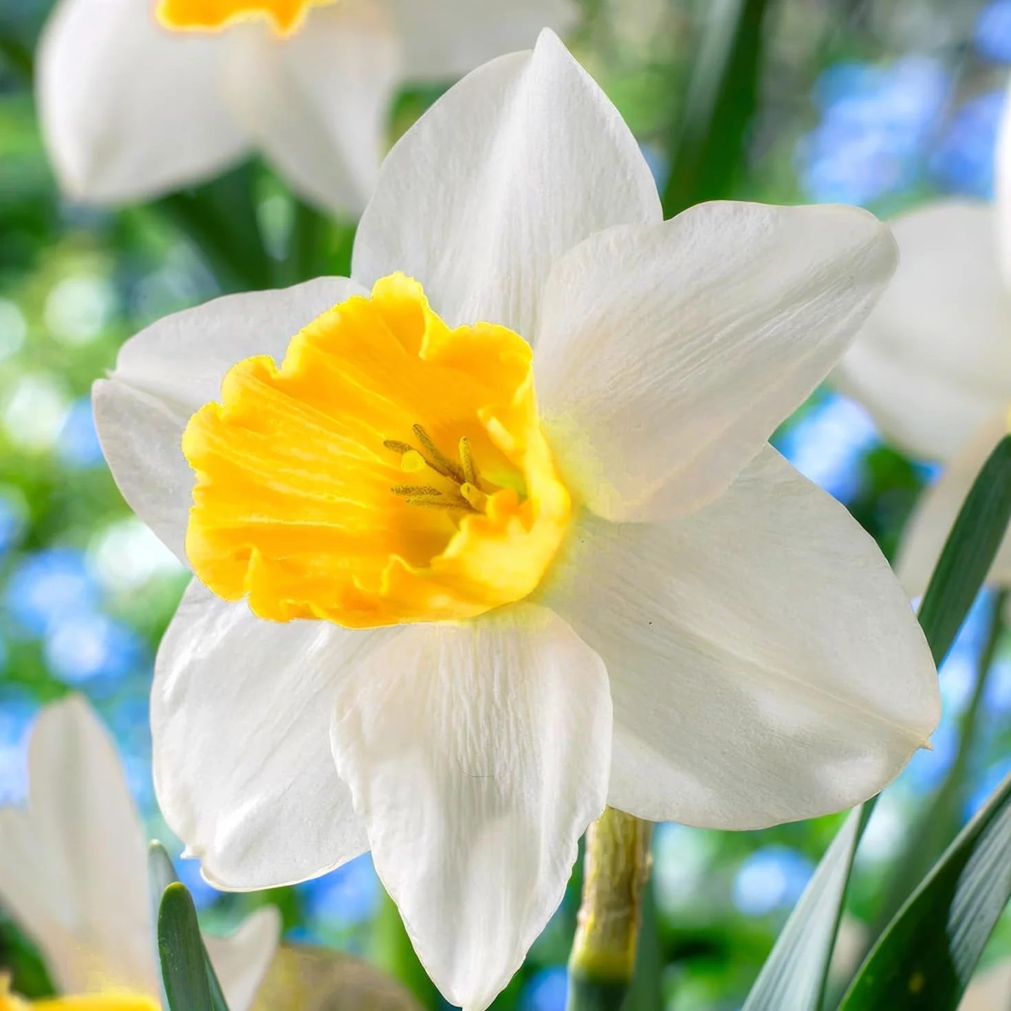 Narcissus Avalanche bulbo de flor de verano 25 piezas mezcla bulbos perennes fragantes Holanda jardín maceta