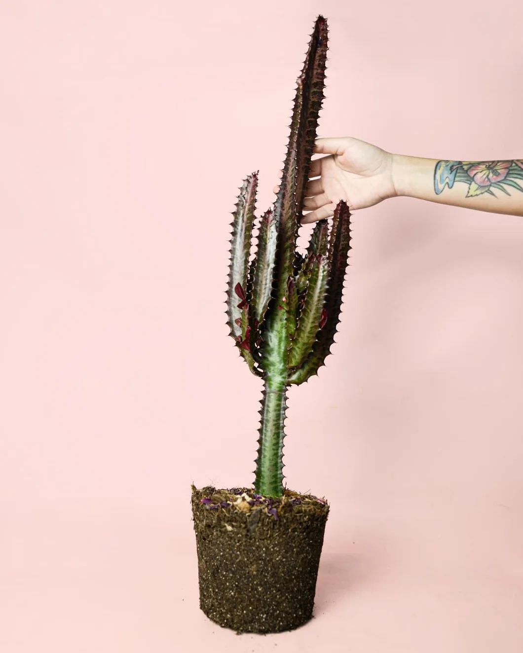 Euphorbia Trigona Rubra L Cactus Naturales Exterior