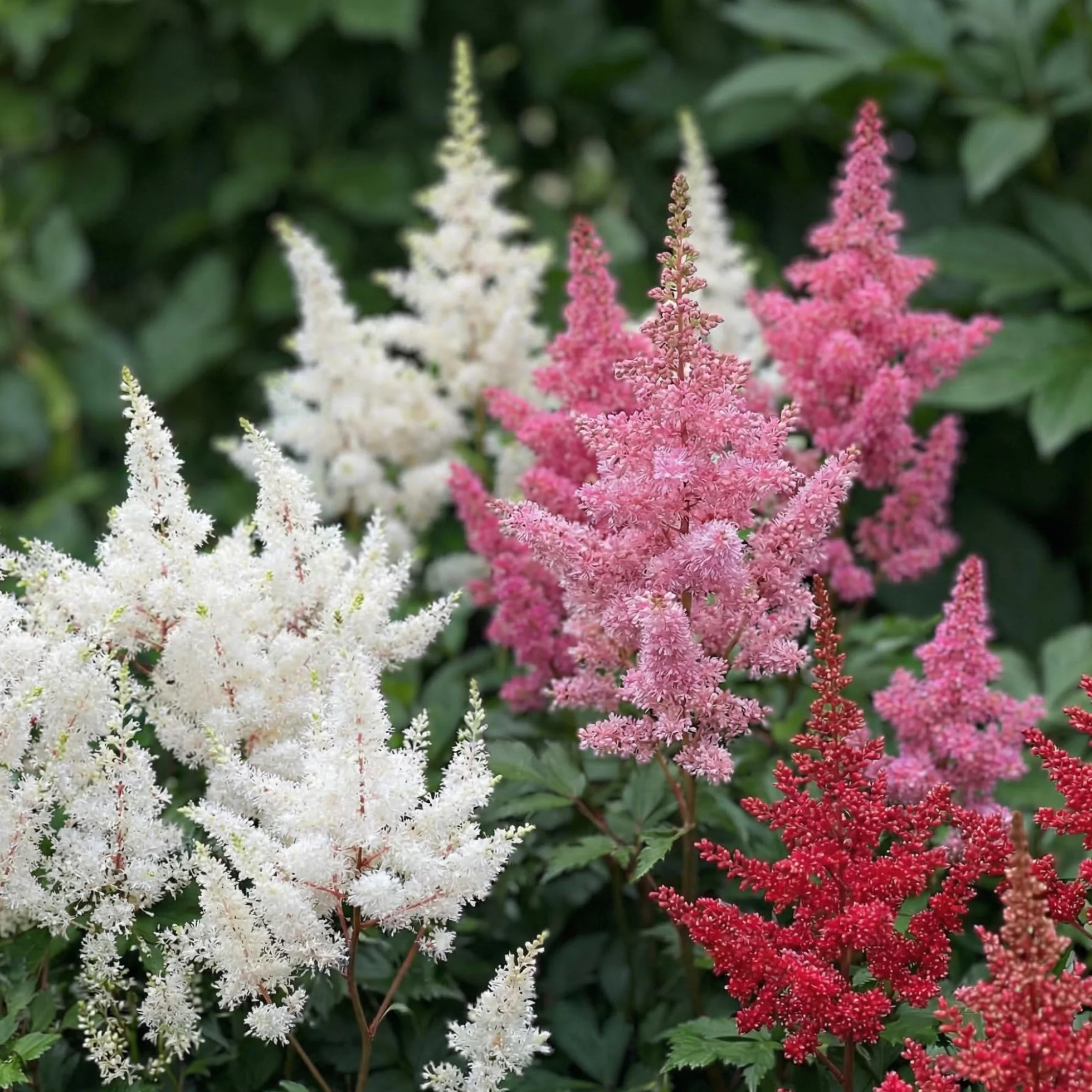 Astilbe perenne resistente invierno 10 plantas/bulbos mezcla 5 variedades jardín Holanda