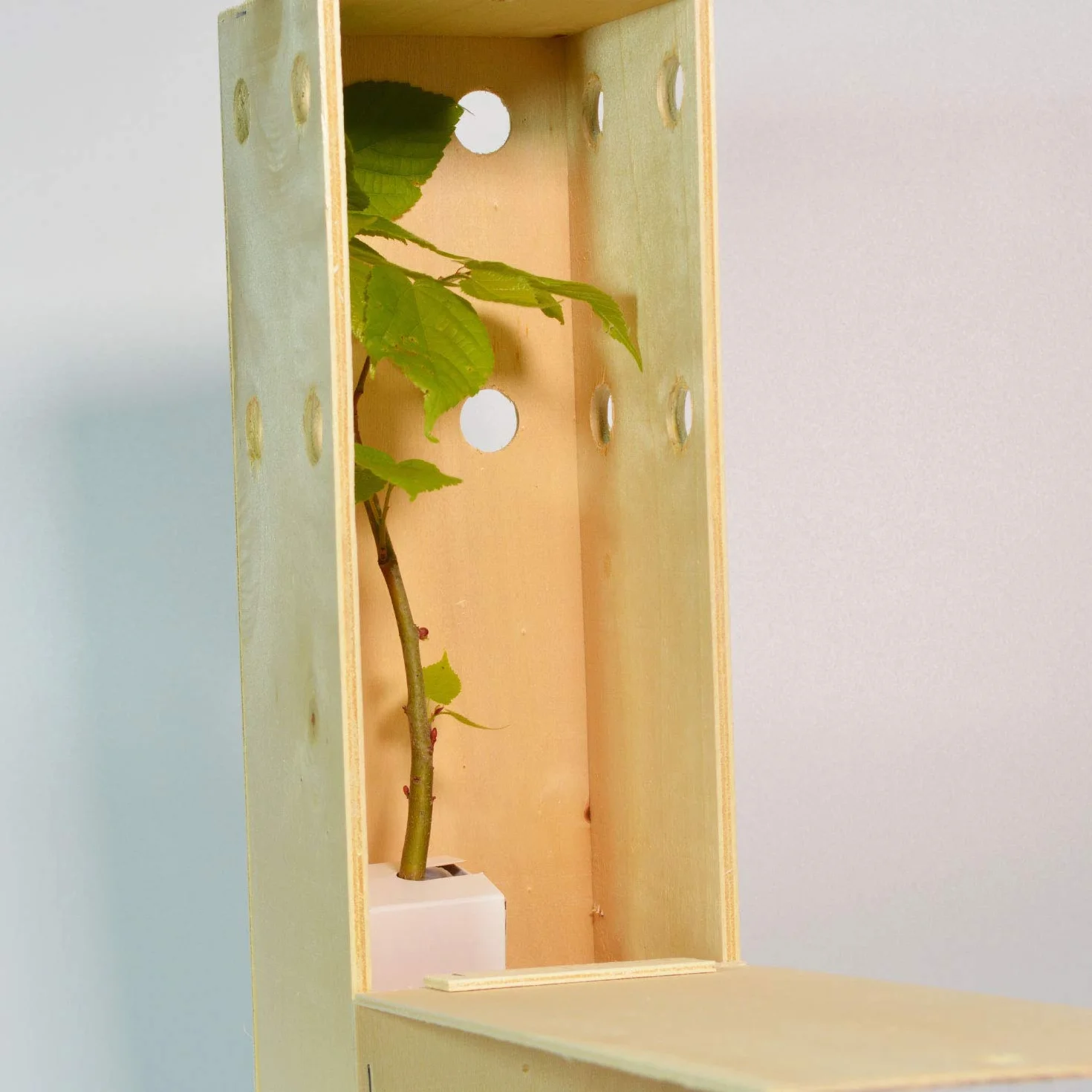 Arbolito de pequeño tamaño en Caja de Madera