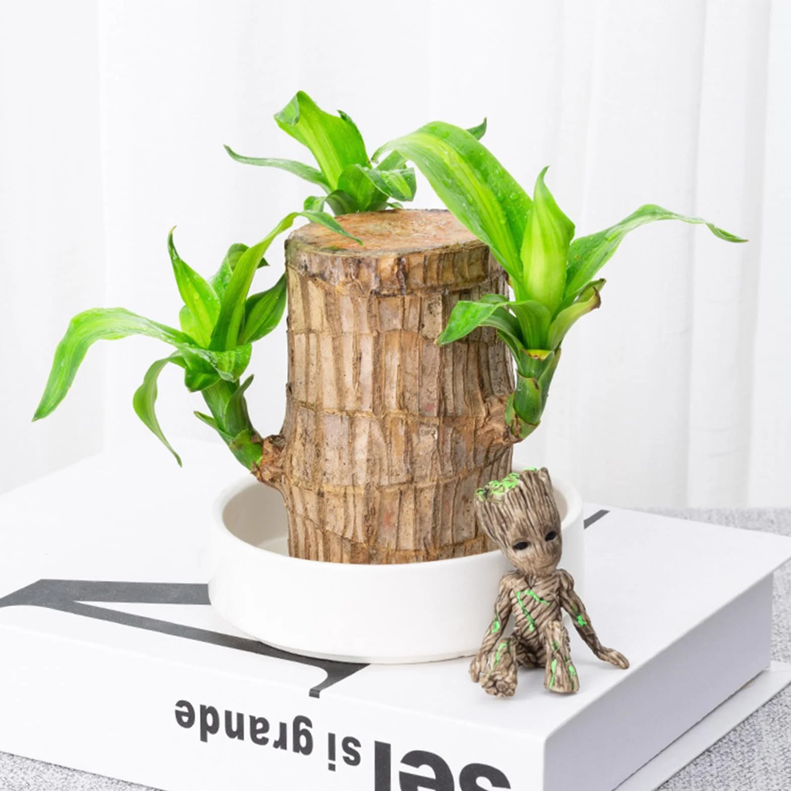 Brasil Ambú de la suerte Juego de plantas de madera con maceta