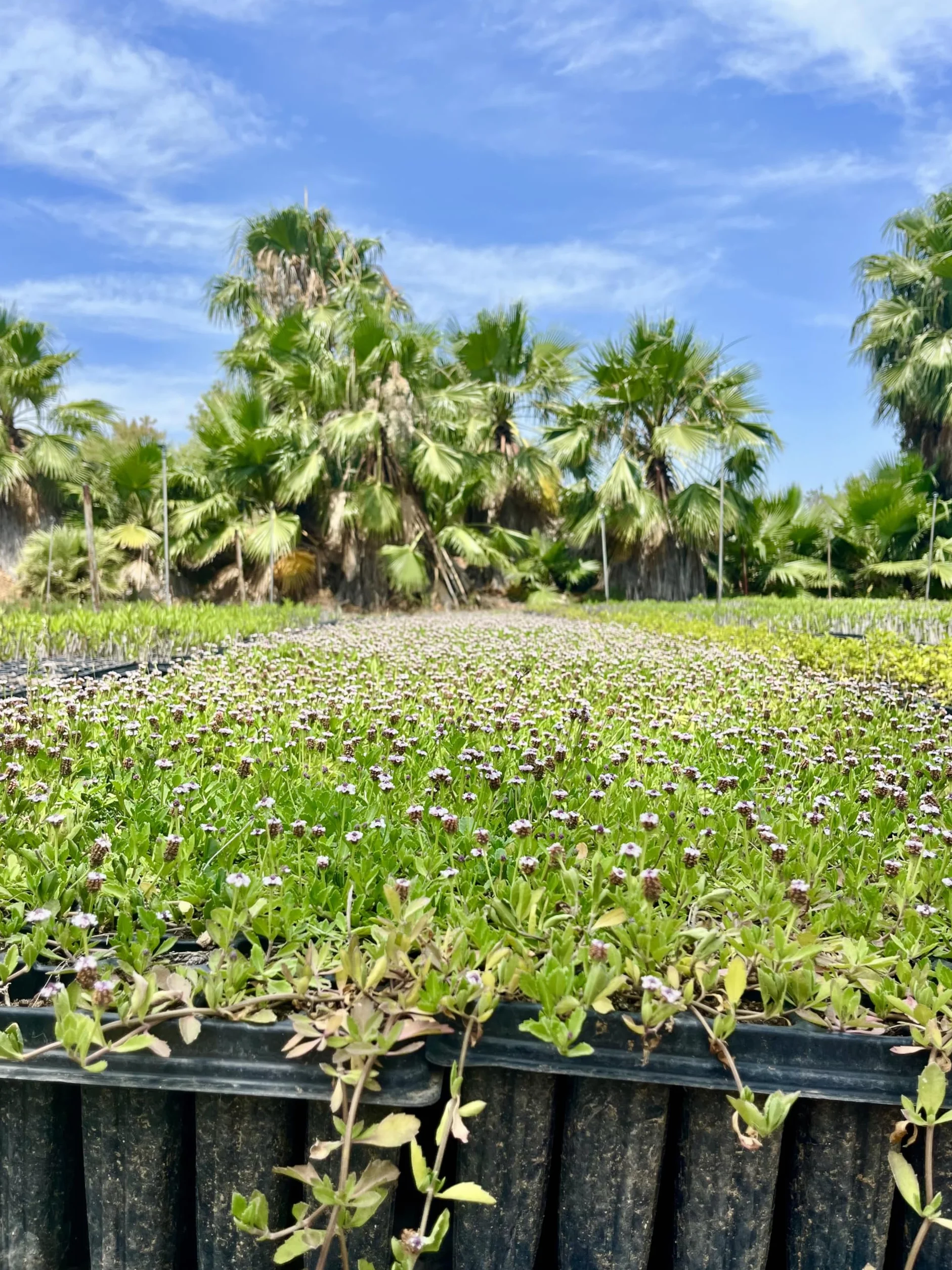 Lippia nodiflora Cubresuelos 5 m² Césped Alternativo Bajo Mantenimiento Planta Rastrera Tolerante Sequía Crecimiento Rápido