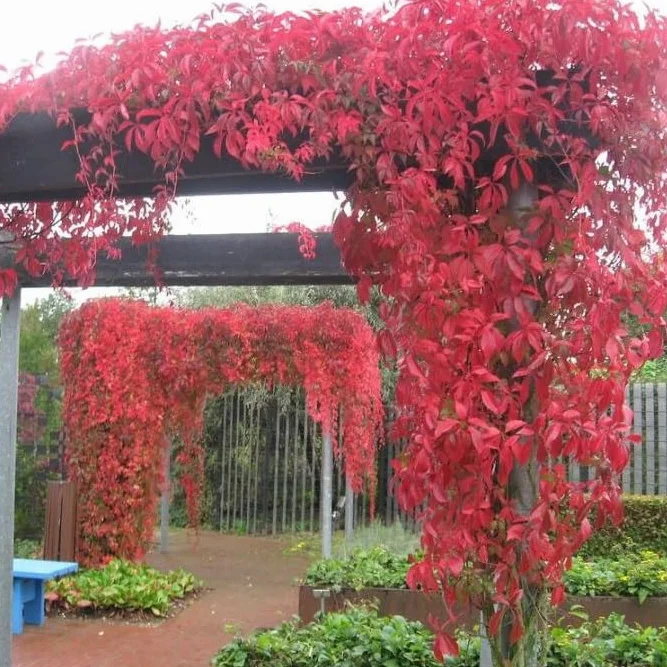 Parthenocissus quinquefolia 'Engelmannii' Roja resistente Maceta 1,5 litros