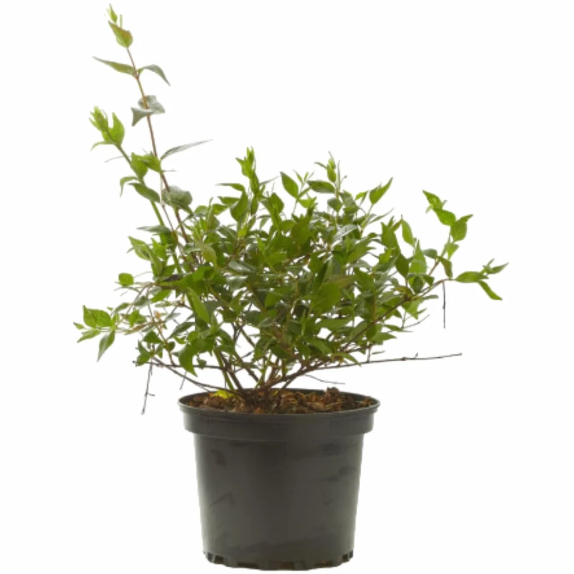 Verdecora Abelia en maceta 3L | Planta Natural de Exterior | Arbusto con Flores Aromáticas