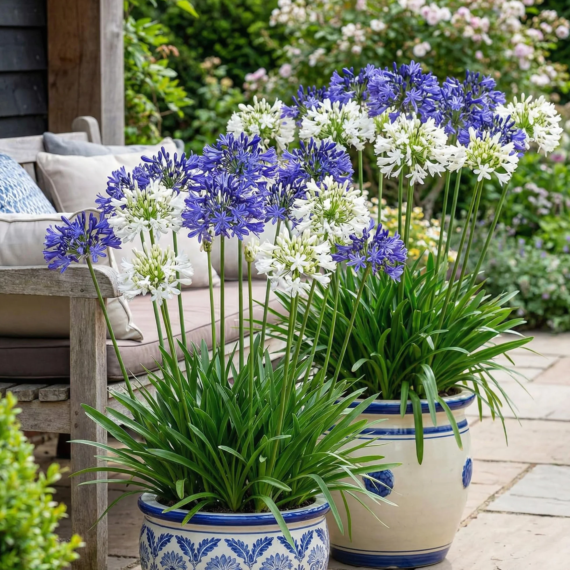 Agapanthus Africanus Azul y Blanco Torbellino - 4 Plantas - Plantas Naturales Exterior de Holanda - Resistentes - Decoracion Jardin y Balcón