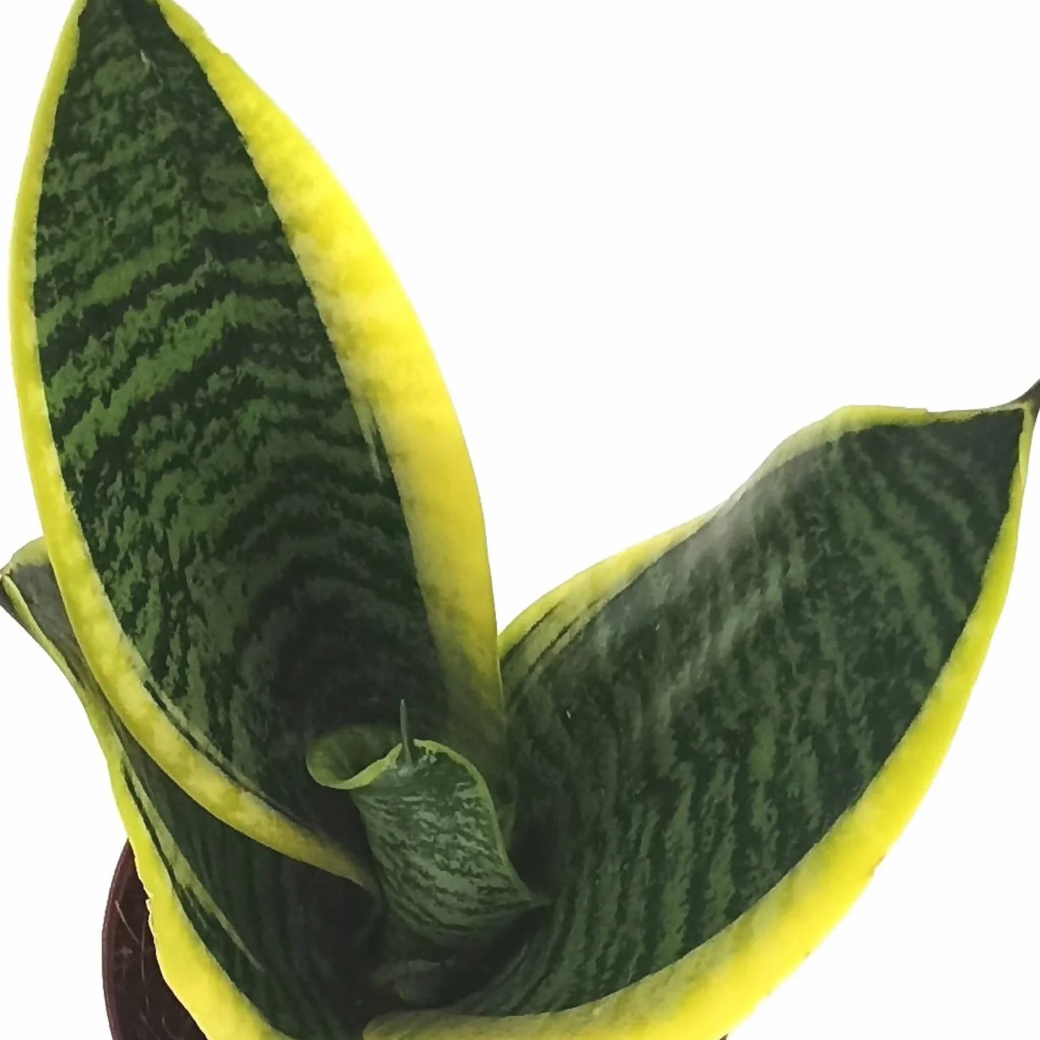 Sansevieria DECOALIVE Mini Roślina Doniczkowa Naturalna