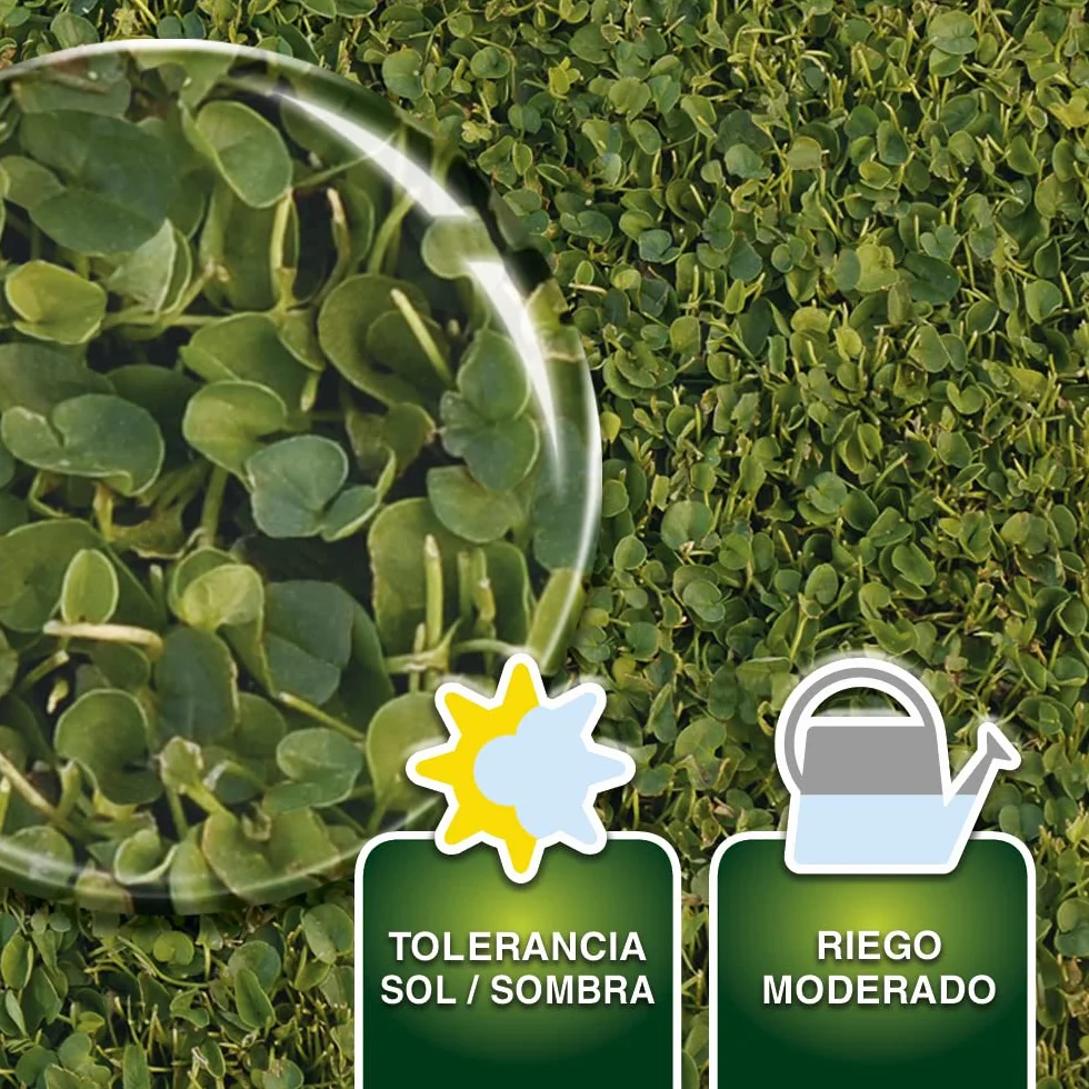 Semillas Dichondra Repens 250 gr Resistente al Sol y Sombra Ideal para 25 m2 Bajo Mantenimiento
