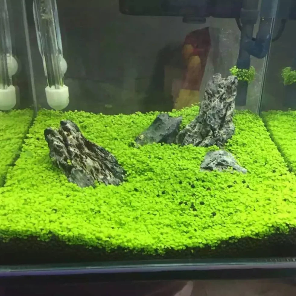 Semillas de plantas de acuario para pecera, decoración de hierba de agua, planta de primer plano de jardín