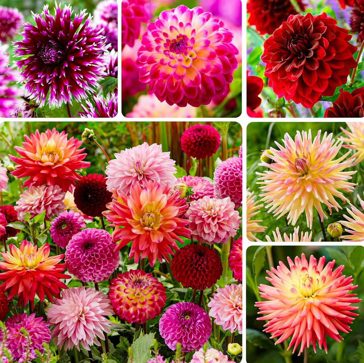 Bulbos de dalias gigantes, mezcla de Holanda, flores grandes para jardín y macetas