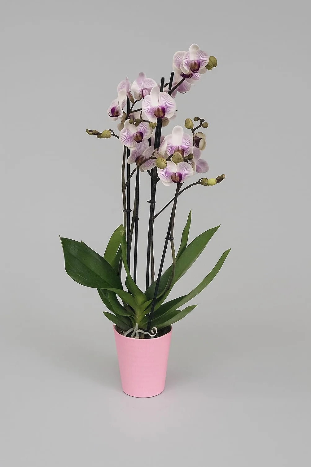 Orquídea Phalaenopsis natural 75 cm 2-3 tallos floridos Blanca veteada