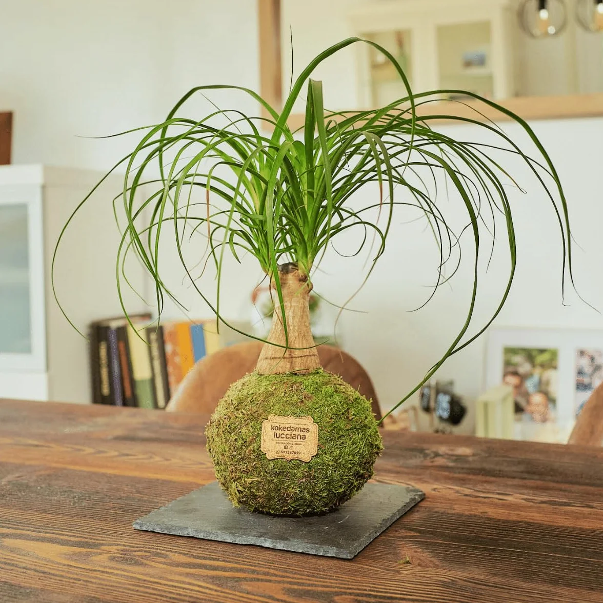 Kokedama Beaucarnea Natural Planta Interior Decoración Hogar