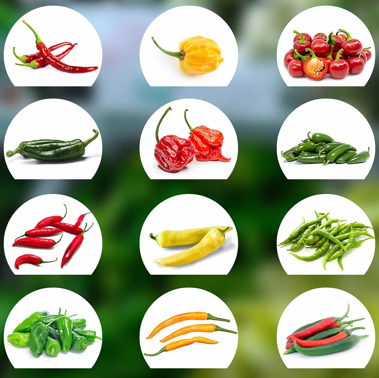 Chili Seed Set 12 Variedades de Semillas de Chile Picante a Suave Premium Naturales Fácil de Cultivar Jardín Balcón
