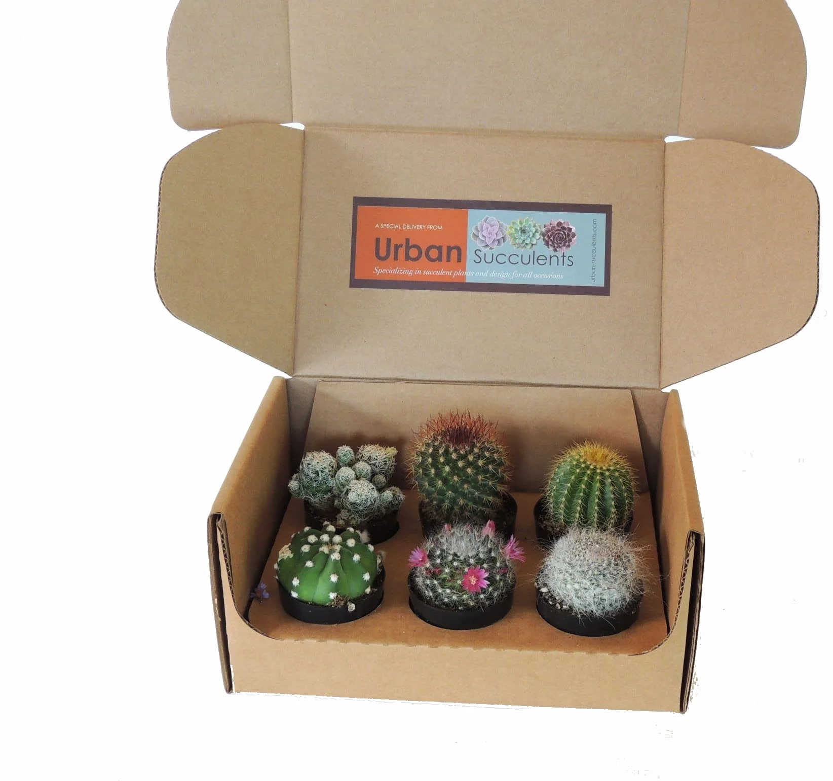 Mini Cactus Naturales 6 Unidades Plantas de Interior Exterior