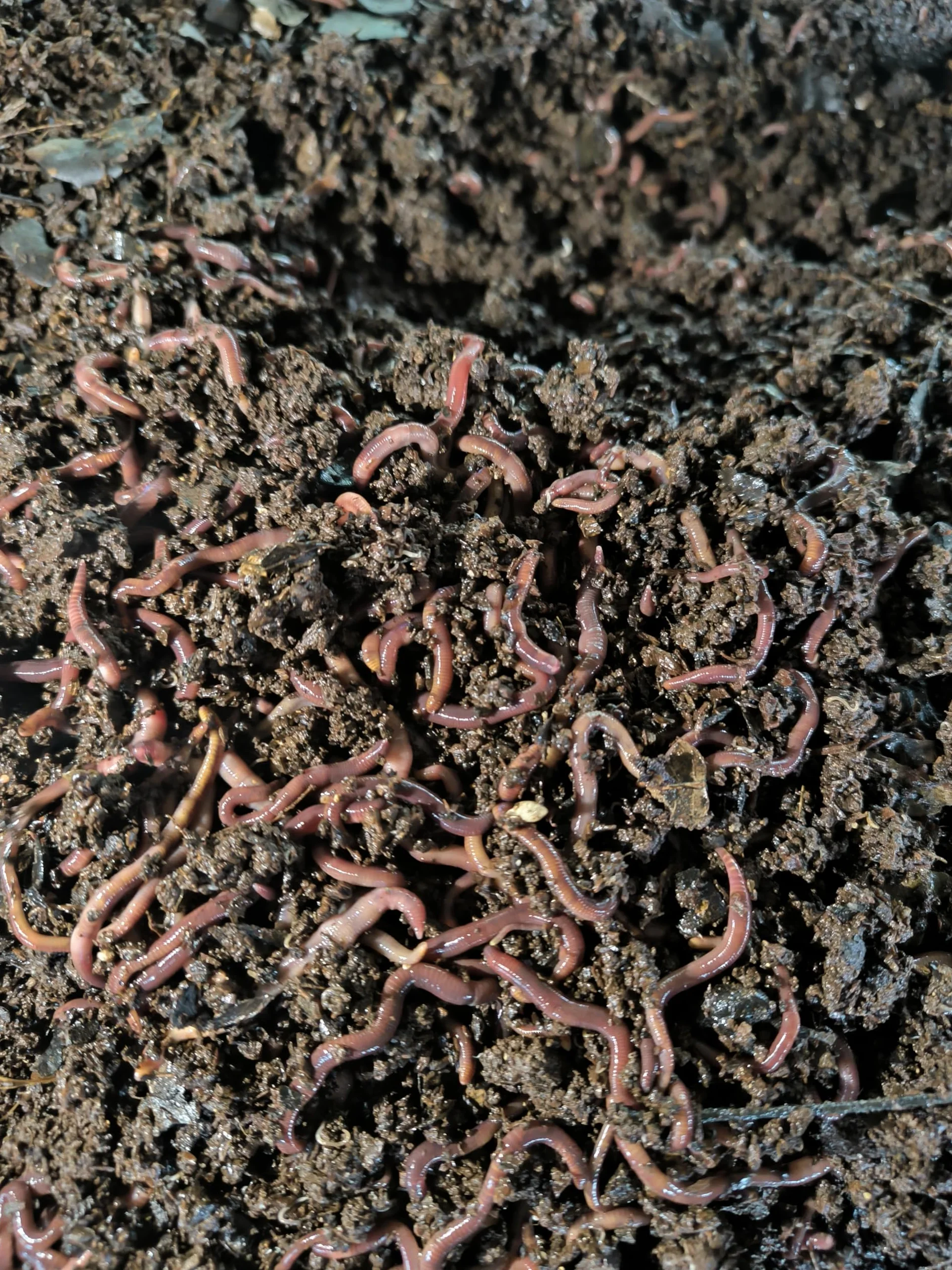Lombriz Roja Californiana Eisenia Foetida 500 Unidades Seleccionadas a Mano para Reciclaje de Residuos