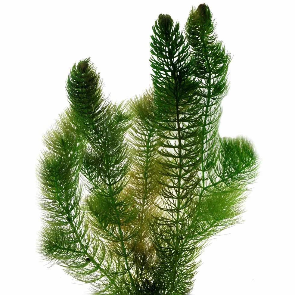 Ceratophyllum demersum Cola de zorro 2 litros planta oxigenante flotante para estanque resistente al invierno