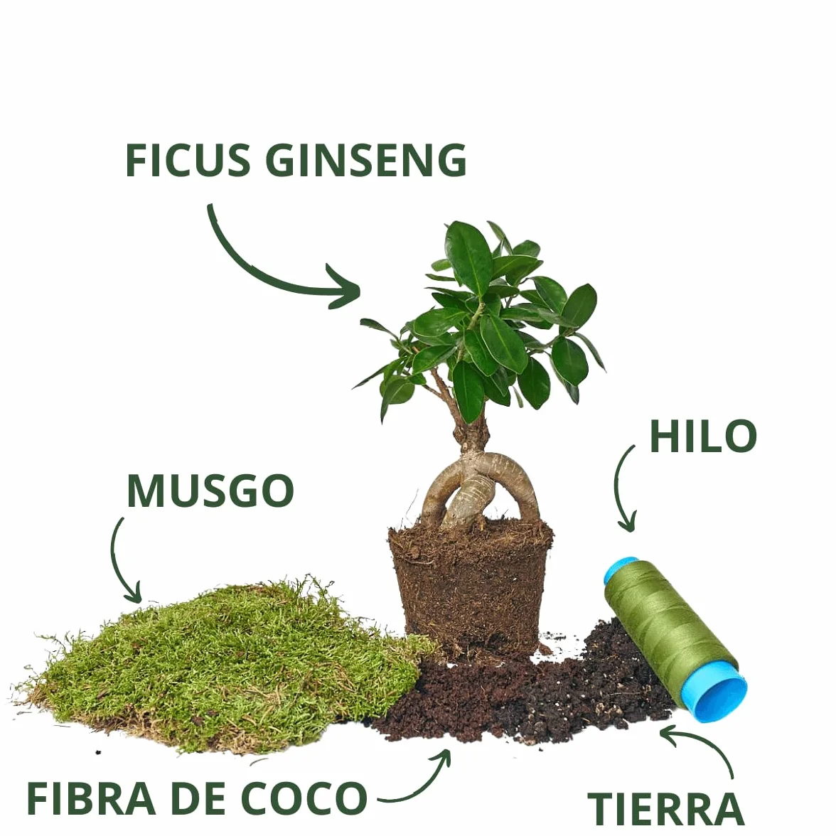 Kokedamas Lucciana Kit Ficus Ginseng Bola de Musgo Vivo Planta Natural Interior