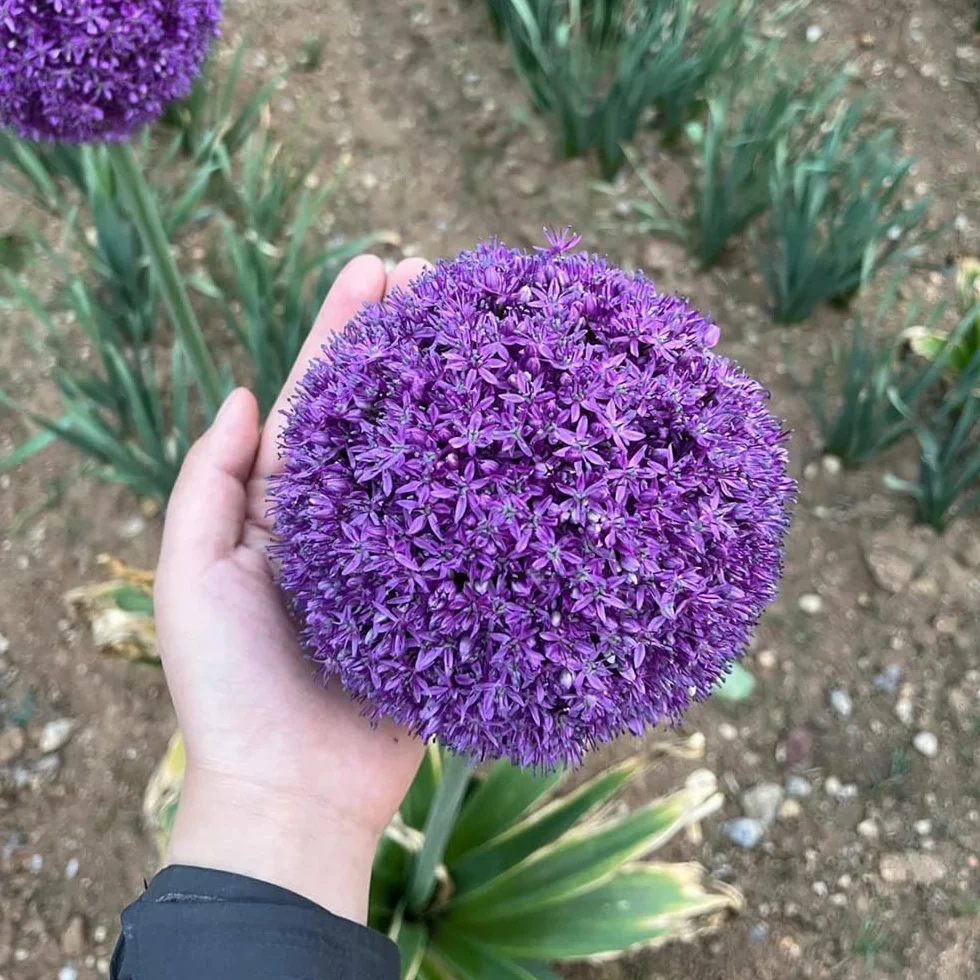 Bulbos de Allium giganteum ornamentales resistentes perennes 10 piezas