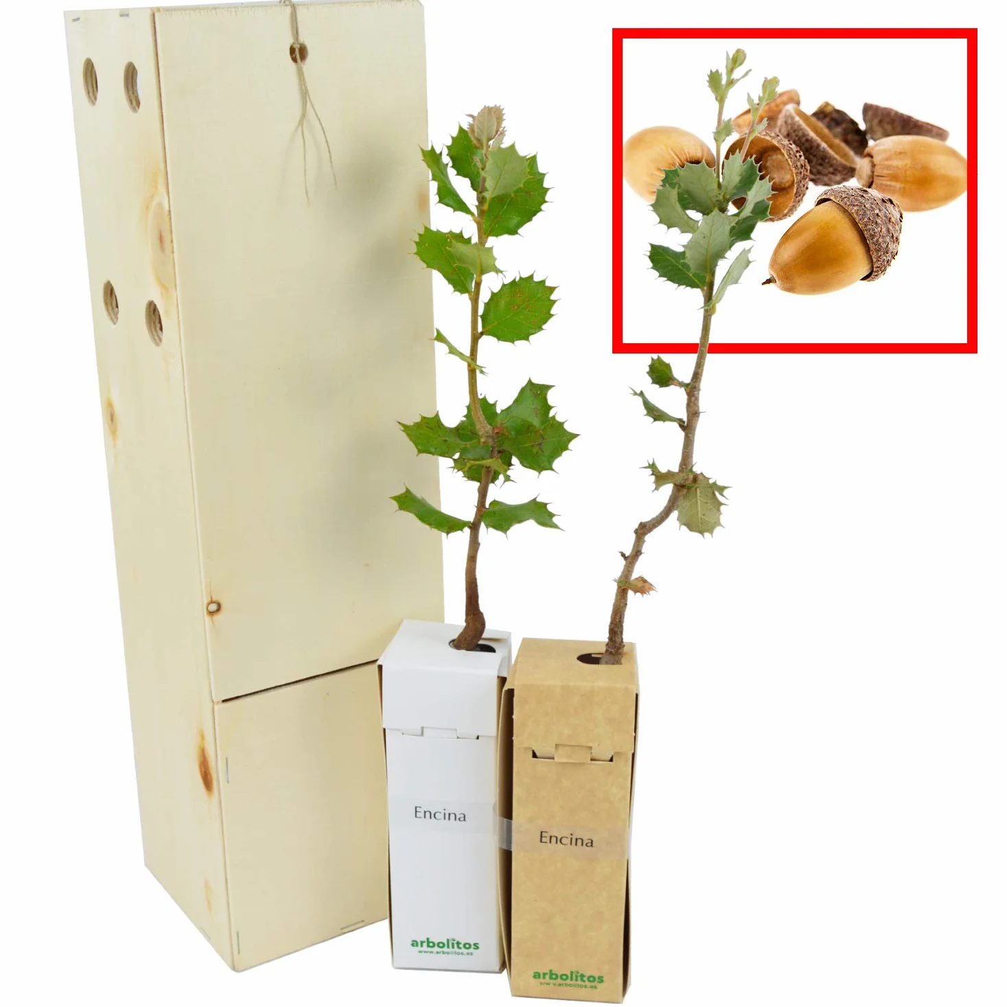 Encina árbol pequeño tamaño regalar