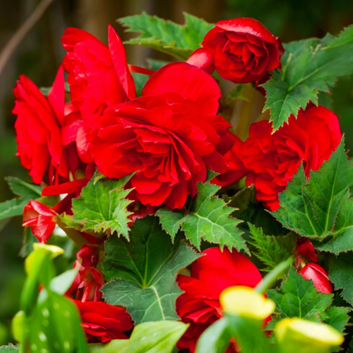 Bulbos de Begonia Doble Roja 3 uds. Selección exclusiva Holanda