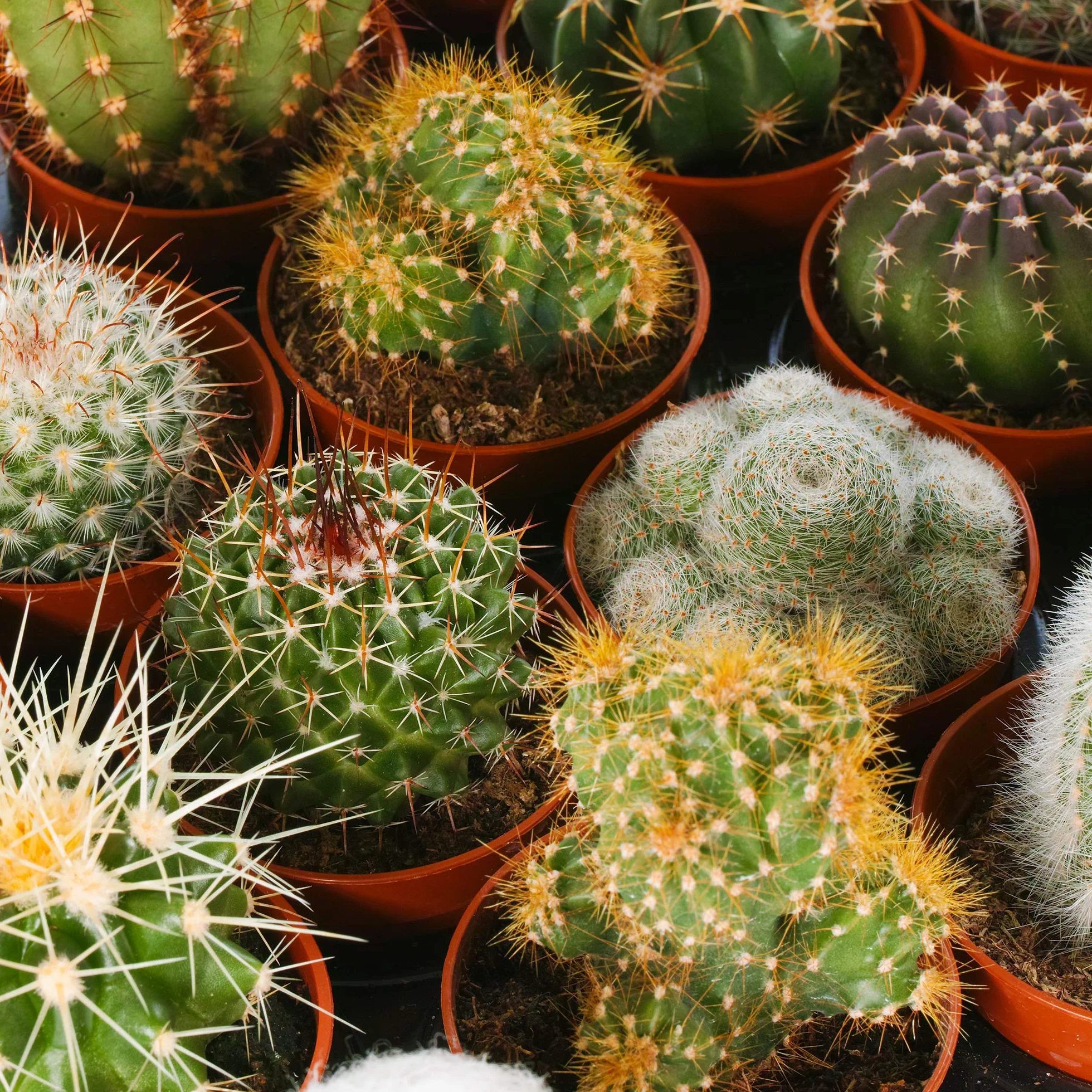Cactus Mixtos 20 Plantas Planta de Interior Viva en Maceta