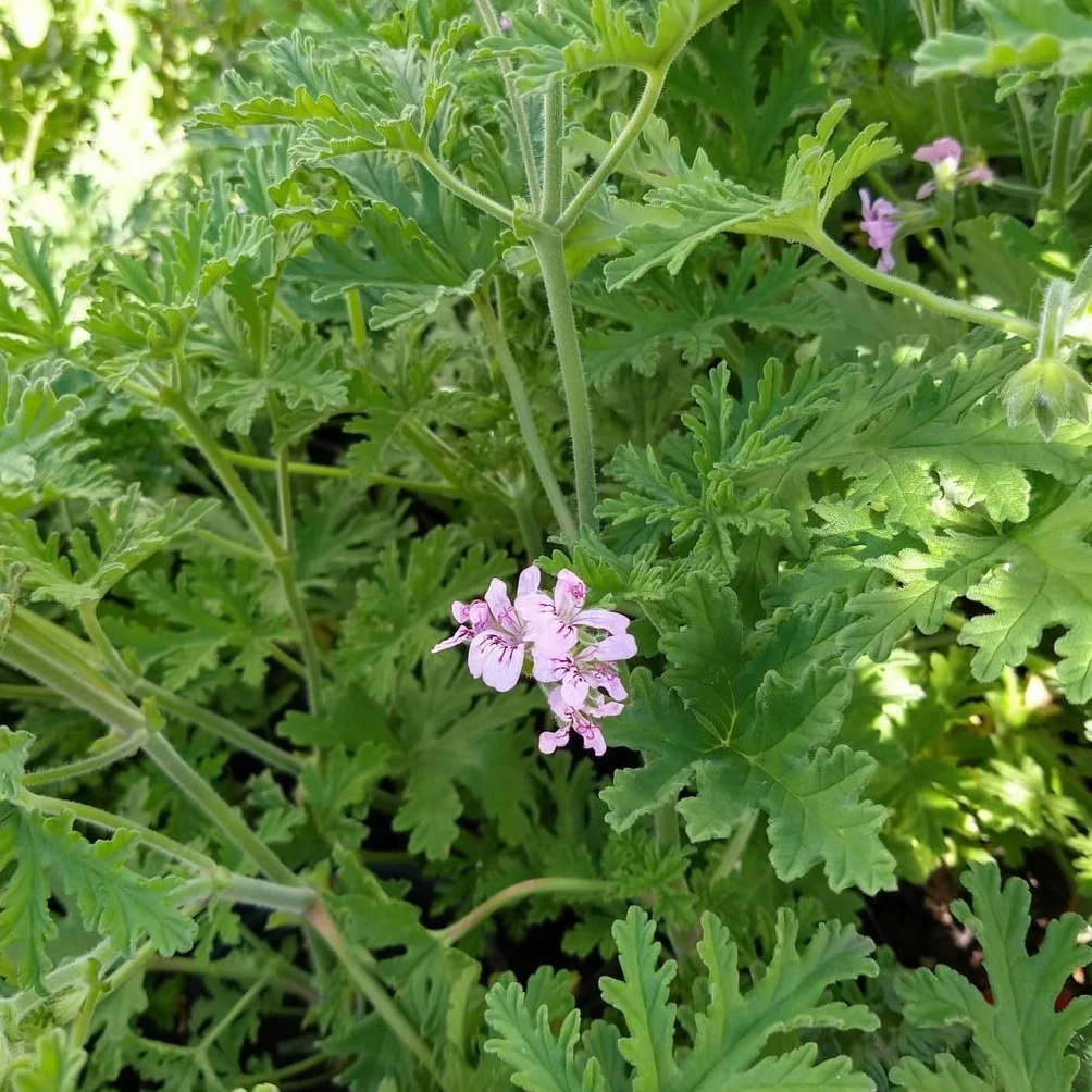 Verdecora Pack 2 Geranio Antimosquitos Pelargonium Graveolens Planta Exterior Maceta Ø13cm Citronella
