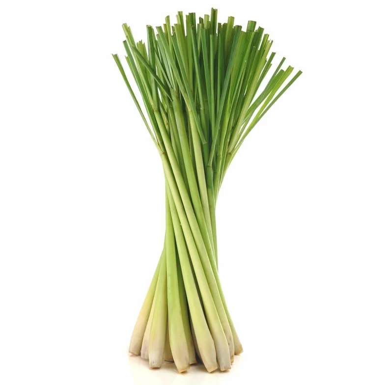 Semillas Lemon Grass Planta Medicinales